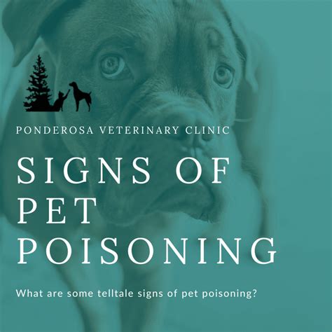 Signs Of Pet Poisoning Ponderosa Veterinary Clinic