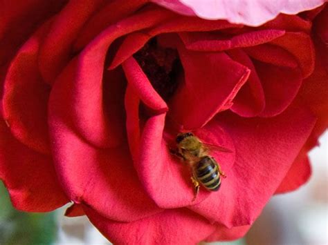 Bee Pictures Bee Pictures Beautiful Red Roses Bee