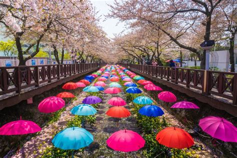 Where To Chase Cherry Blossoms In South Korea Silverkris