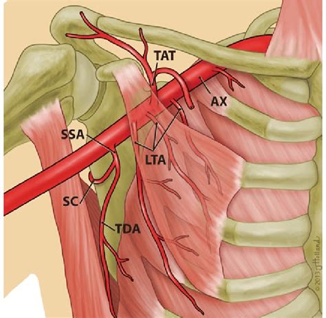 Lateral Thoracic Artery