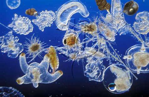 Fitoplâncton: Organismos da Água | Meio Ambiente - Cultura Mix