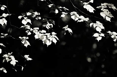 Shiny Leaves 4 Photograph By Jenny Rainbow Pixels