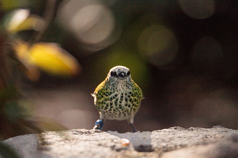 Spotted Tanager Bird Tangara Punctate Is A Neotropical Bird Stock Photo