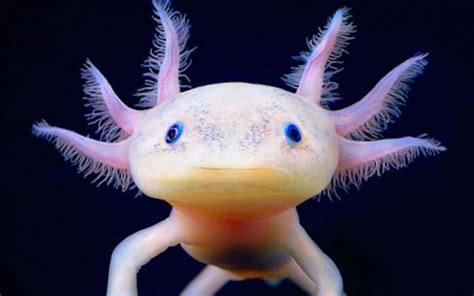 Axolotls need water to survive but can survive on dry land for a few minutes. Mexican Axolotls: Characteristics, reproduction, hábitats ...