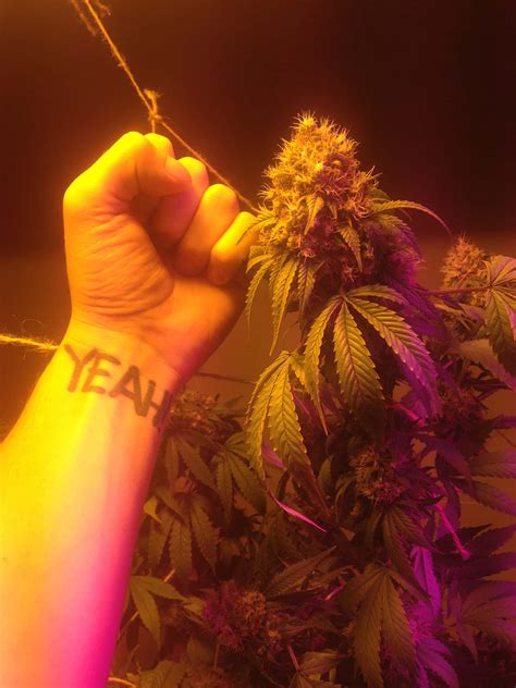 Download Light up your day with a weed-blunt Wallpaper | Wallpapers.com