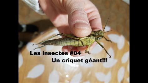 Les Insectes 04 Un Criquet Géant Youtube