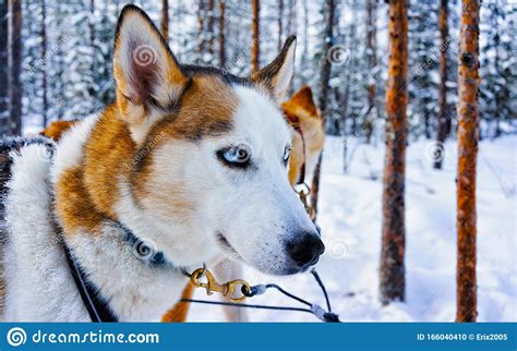 Husky Dog In Sleigh In Finnish Lapland Reflex Stock Photo Image Of