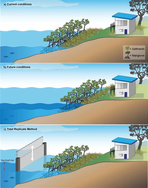 Conceptual Diagram Showing Saltmarsh And Mangrove Vegetation Under A