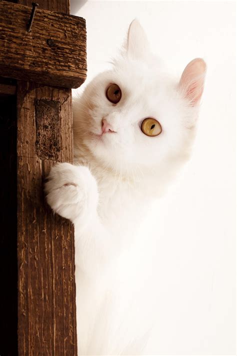 Wallpaper White Nose Whiskers Skin Kitten Vertebrate Cat Like
