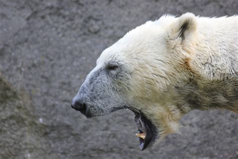 Free Images Wildlife Mammal Close Fauna Polar Bear White Bear Brown Bear Yawn