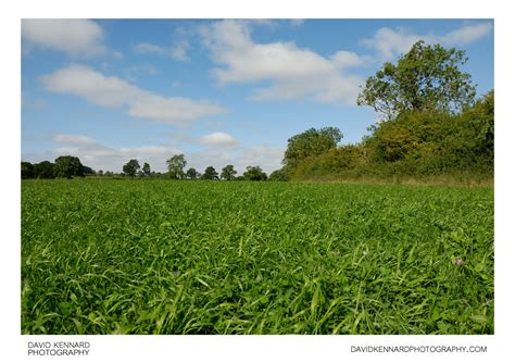 Lush Green Field · David Kennard Photography
