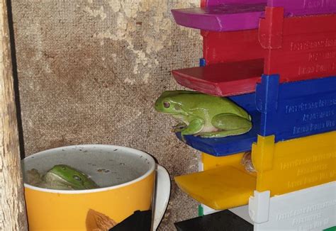 3d Printed Apartments Provide Cosy Home For Frogs Australian Geographic