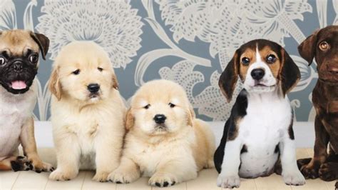 Estas Son Las 5 Razas De Los Perros Más Lindos Del Mundo Weekend