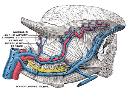 Any slowdown in blood flow keeps your organs from getting the oxygen and nutrients they. The Veins of the Neck - Human Anatomy