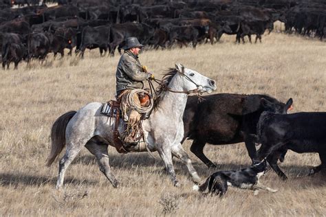Todd Klassy Photography Cattle Drive Action Photos