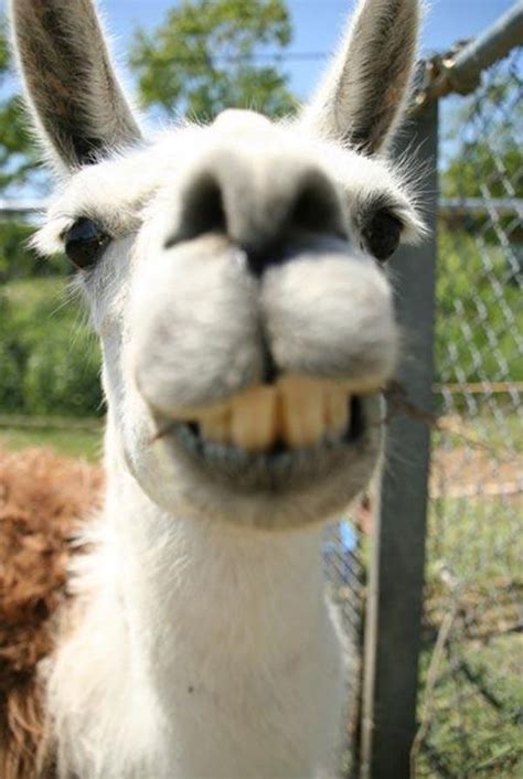 30 Funniest Animal Selfies You Cant Stop Laughing Llama Pictures