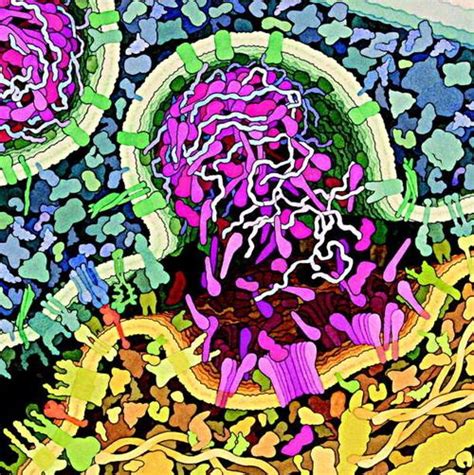 Cytotoxic T Cell Artistic Representation Photo Courtesy Of David