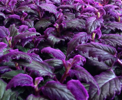 Gynura Aurantiaca ‘purple Passion 12cm Pot Urban Plant Life