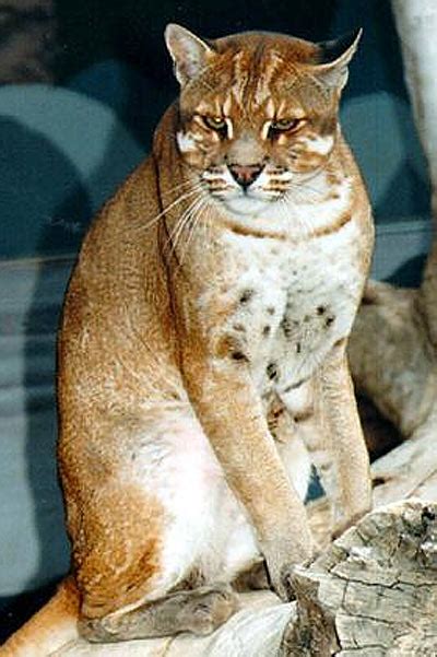 Most of the wild cat species are listed under the headings of endangered, vulnerable, threatened, rare, least concern and data deficient. Asian Golden Cat - Widespread but Threatened Southeast ...