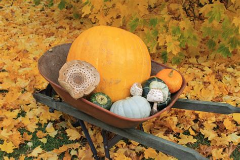It turns into the silkiest sauce paired up with meaty and savory garlic rosemary mushrooms. Residents find huge pumpkin and mushrooms - The Rocky ...
