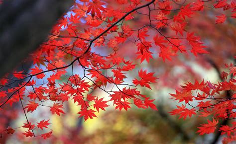Red Tree Wallpaper Nature And Landscape Wallpaper Better