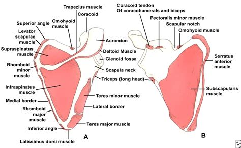 Scapula Bone Anatomy And Muscles Bone And Spine