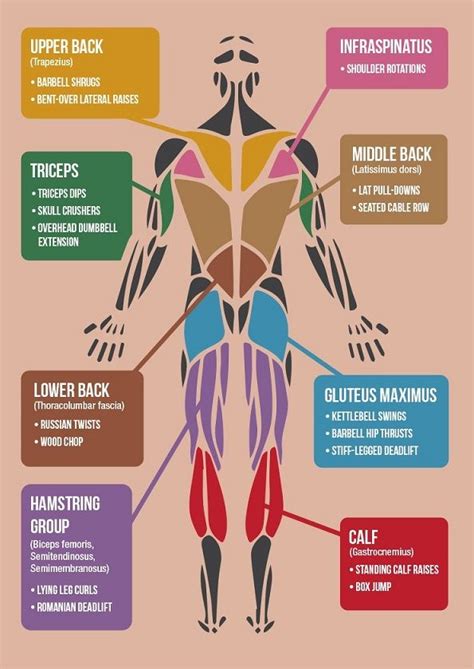 Infographic The ‘best Exercises For Each Muscle Group In The Body