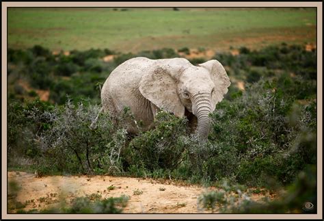Albino Elephant A White Elephant By Clay Seen Addo El Flickr