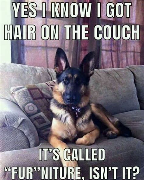 Pin By Tammy Miller On Smiles And Giggles German Shepherd Dogs German