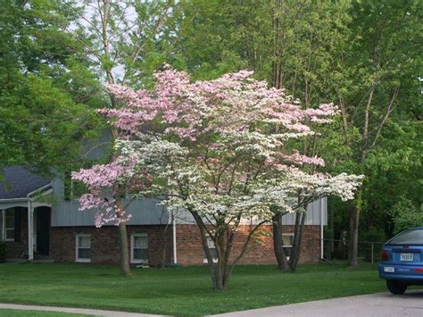 Flowering dogwood in my yard. Choosing the right tree for your front yard | Trees for ...