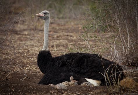 Breaking News Ostrich Chicks Hatched Londolozi Blog