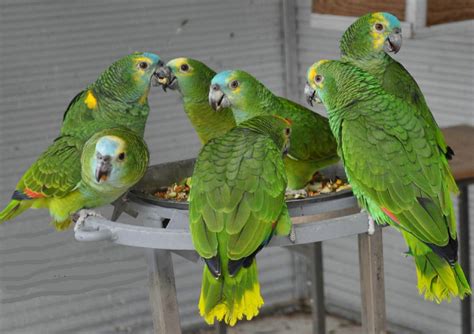 Blue Fronted Amazon Housing Care Behavior As Pet Pictures