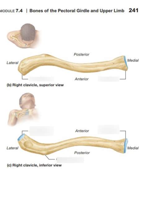 Clavicle Anatomy Diagram Quizlet