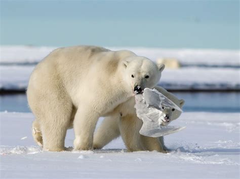 Catch Of The Day Polar Bear Bear Polar Bear Hunting