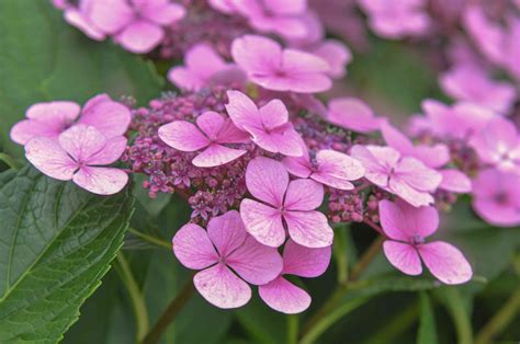 Lacecap Hydrangea Plant Care And Growing Guide