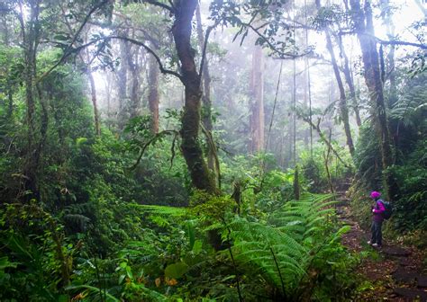The Best Things To Do In Costa Ricas Monteverde Cloud Forest