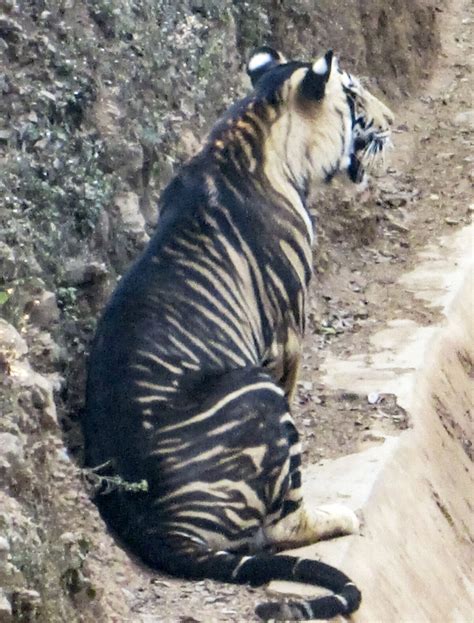 Extremely Rare ‘black Tiger Caught On Camera Only Six Exist In The