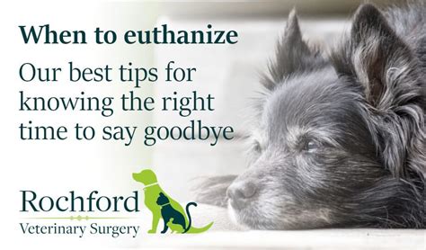 What Happens When They Euthanize A Dog