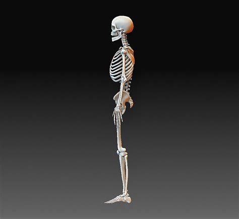 Descargar Archivo Stl Gratis Esqueleto Humano・modelo Para La Impresora 3d・cults