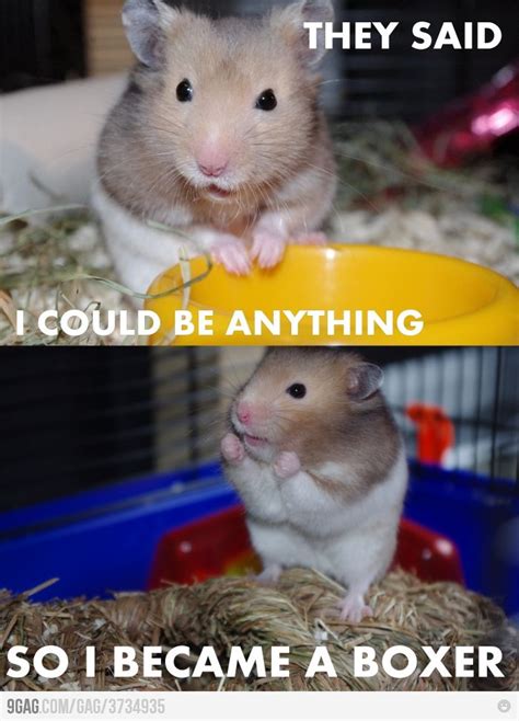 They Said I Could Be Anything Funny Hamsters Cute Animals Funny Animal Jokes