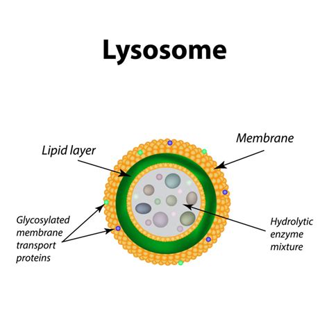 Plant cells rarely contain lysosomes as the plant. Platelet Granular Content - Lysosomes, Dense granules, and ...