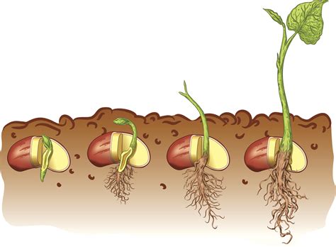 Learning how to grow beans means you'll never be without a great source of protein in your diet. Life Cycle Bean Plant | LoveToKnow