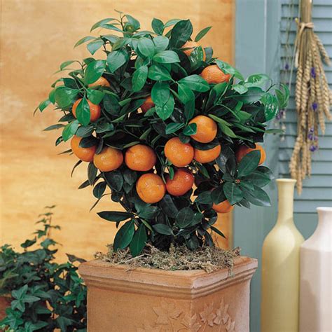 Calamondin Orange Citrus Tree Houseplants Michigan Bulb