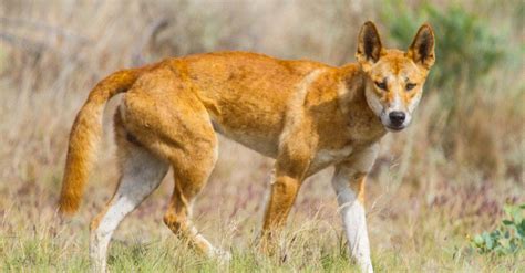 10 Incredible Dingo Facts Az Animals
