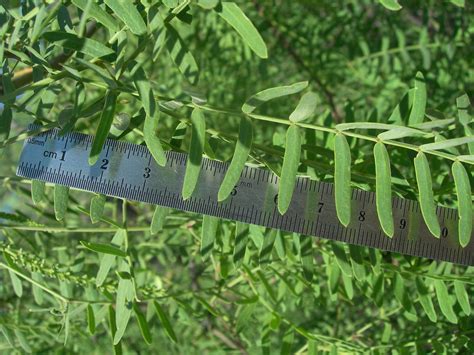 Prosopis is a genus of flowering plants in the pea family, fabaceae. SEINet Portal Network - Prosopis glandulosa