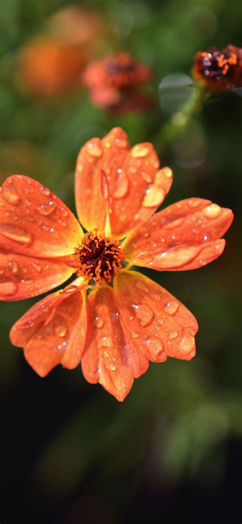 Download Wallpaper 1125x2436 Drops Orange Flowers Flora Blur Iphone