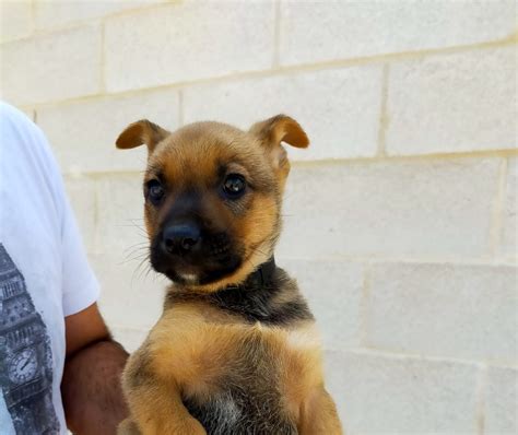 American bulldog / mixed (medium coat). Adem - 2 month old male German Shepherd Cross available ...