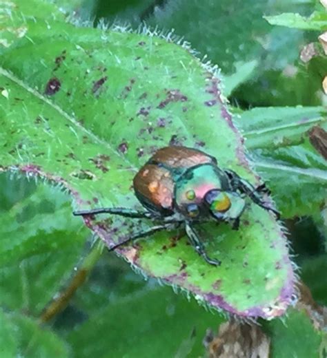 An All Natural Japanese Beetle Spray Recipe Included