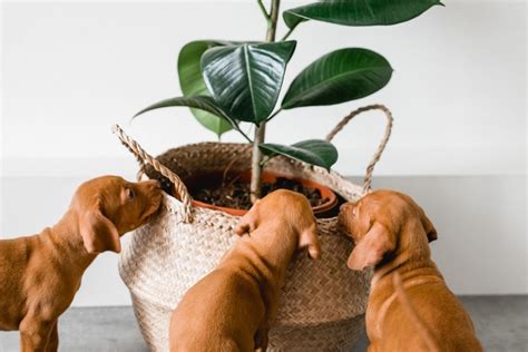 How to Puppy Proof Your Home Without Sacrificing Style - This Dogs Life