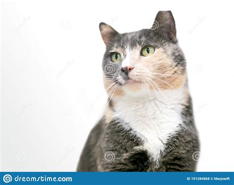 A Dilute Calico Domestic Shorthair Cat With Its Ear Tipped Stock Photo